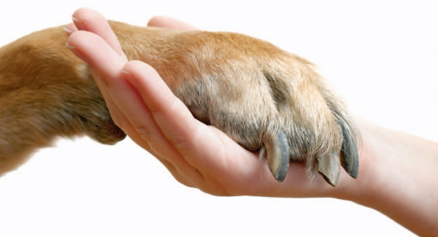 تشخیص و درمان درد در سگ یا گربه