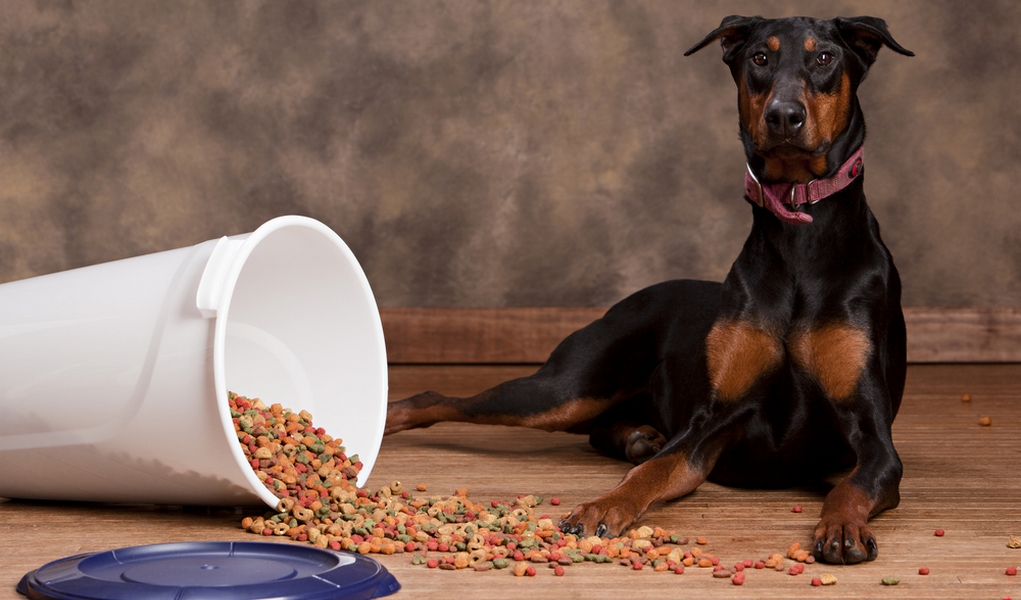راهنمایی انتخاب بهترین غذای سگ دوبرمن پینچر