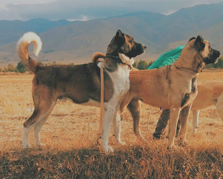 سگ سرابی بزرگترین و قویترین سگ منطقه