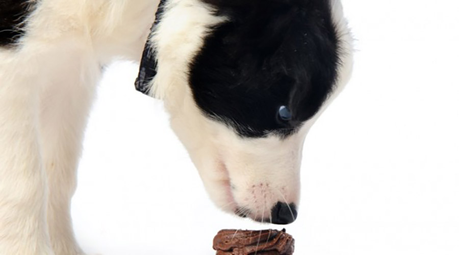 مواد و خوراکی های سمی و خطرناک برای حیوانات خانگی