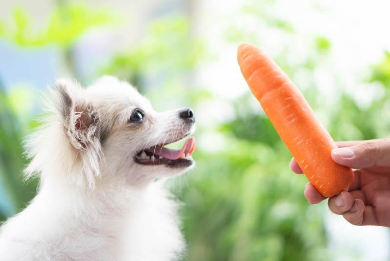 هویج برای سگ؛ منبع سرشار از فیبر و انواع ویتامین‌ها