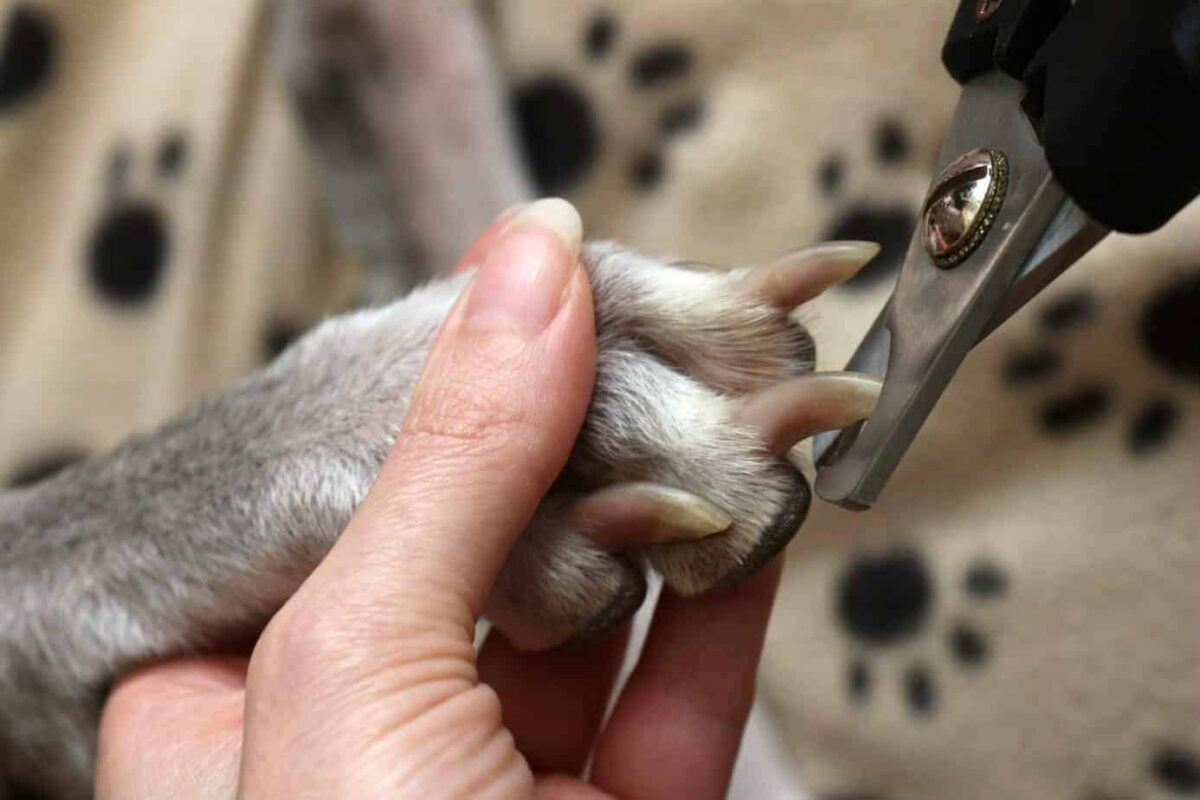 کوتاه کردن ناخن سگ‌ها مهم است!