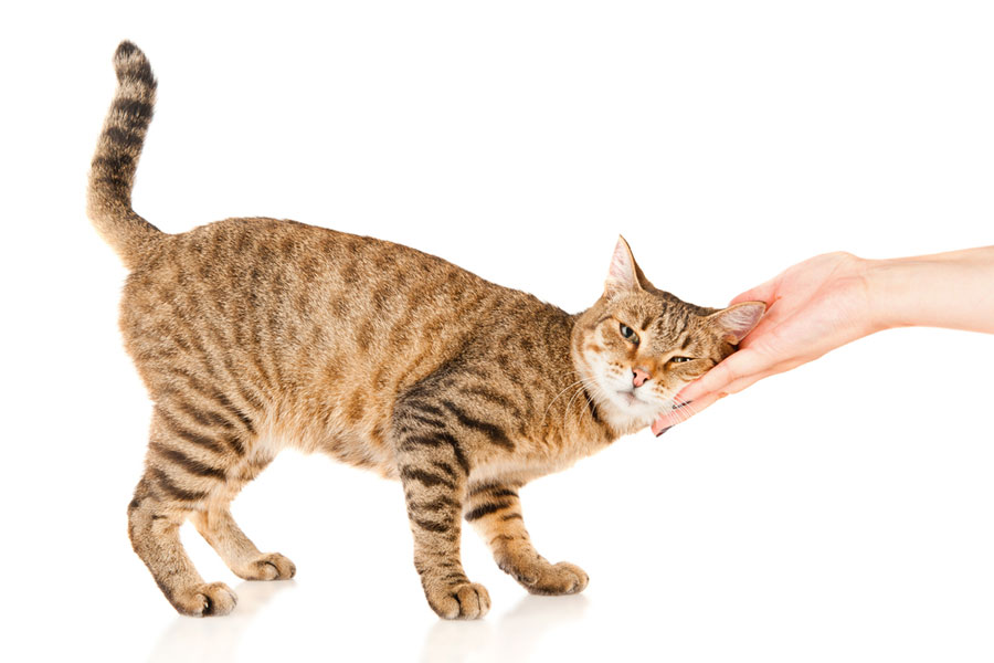 دوست دارید گربه داشته باشید، اما به آن آلرژی دارید؟