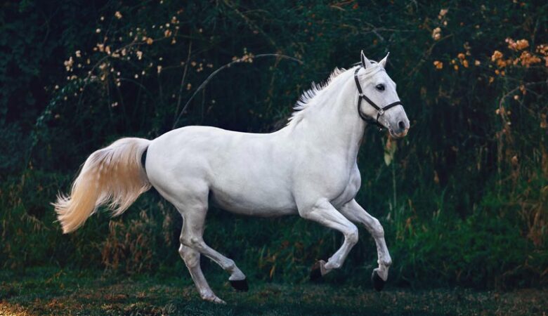 اسب ها چند سال عمر می‌کنند؟