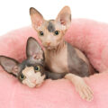 معرفی نژادهای گربه: اسفینکس (Sphynx)
