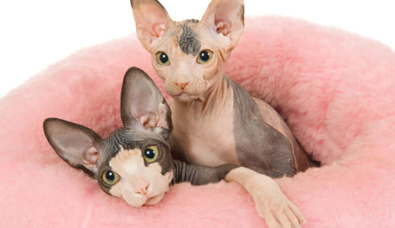 معرفی نژادهای گربه: اسفینکس (Sphynx)