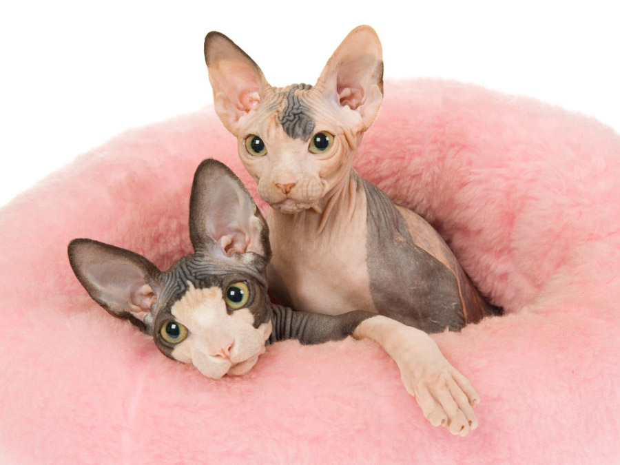 معرفی نژادهای گربه: اسفینکس (Sphynx)