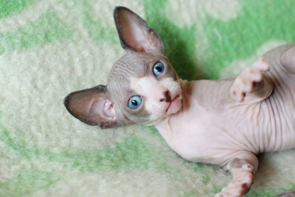 معرفی نژادهای گربه: اسفینکس (Sphynx)