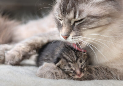 کمک به گربه باردار در طول زایمان