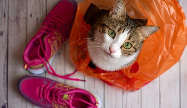 گربه‌ی ما پلاستیک می‌جود!...