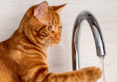 چرا گربه ها از آب بیزارند؟