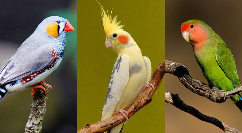 نگهداری از پرندگان خانگی...