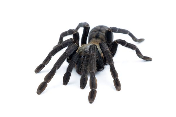 همه چیز درباره رتیل های خانگی 