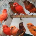 هر آنچه در مورد قناری باید بدانید...