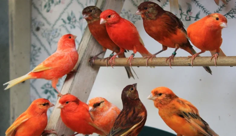 هر آنچه در مورد قناری باید بدانید...