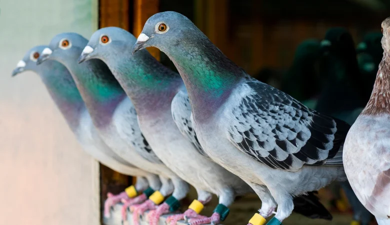 هر آنچه که درباره نگهداری از کبوتر باید بدانید...