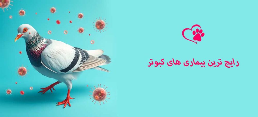 رایج ترین بیماری های کبوتران