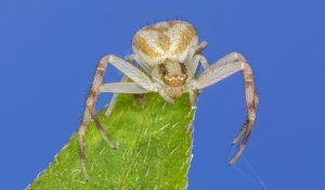 همه چیز درباره رتیل های خانگی