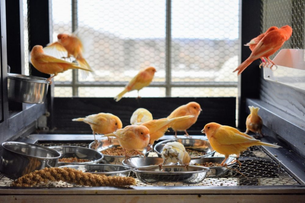 نگهداری از قناری: راهنمای جامع برای پرورش و مراقبت