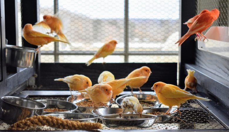 نگهداری از قناری: راهنمای جامع برای پرورش و مراقبت