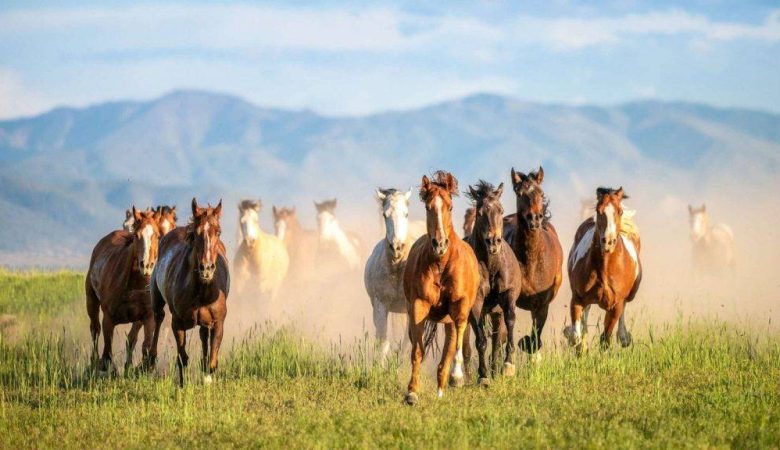 اسب‌های وحشی: نمادهای آزادی و بقا در طبیعت