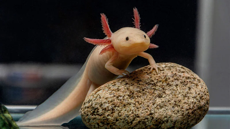 انواع دوزیستان خانگی و شرایط نگهداری آن ها !...