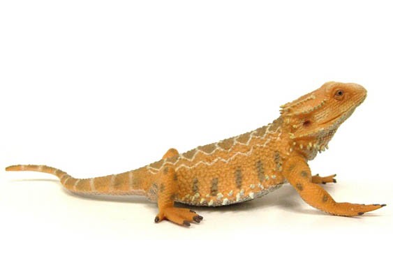 انواع دوزیستان خانگی و شرایط نگهداری آن ها !...