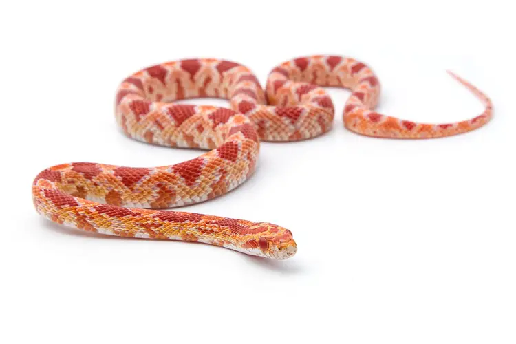 انواع دوزیستان خانگی و شرایط نگهداری آن ها !...