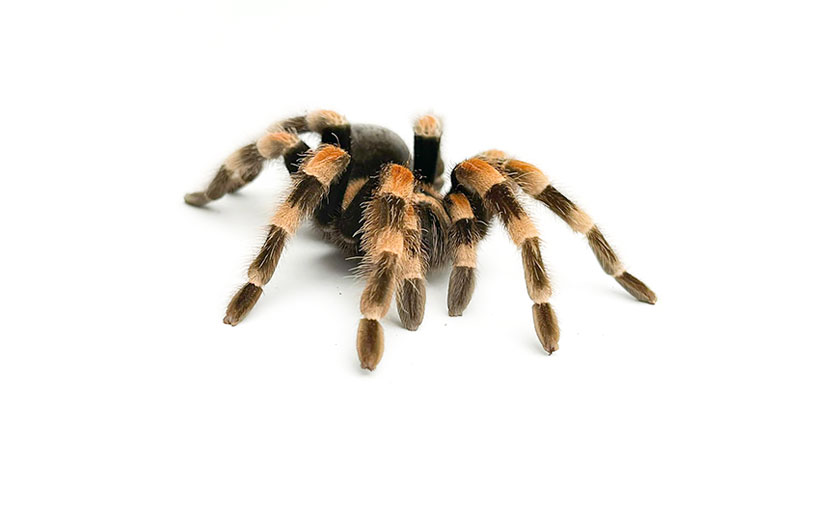 همه چیز درباره رتیل های خانگی 