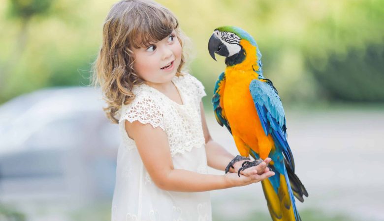 راهنمای جامع نگهداری طوطی‌سانان